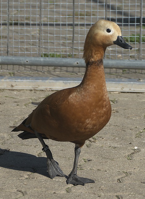 阳补强阵容 阳补强阵容